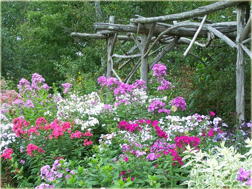 Płomyk wiechowaty All in One, floks Phlox paniculata